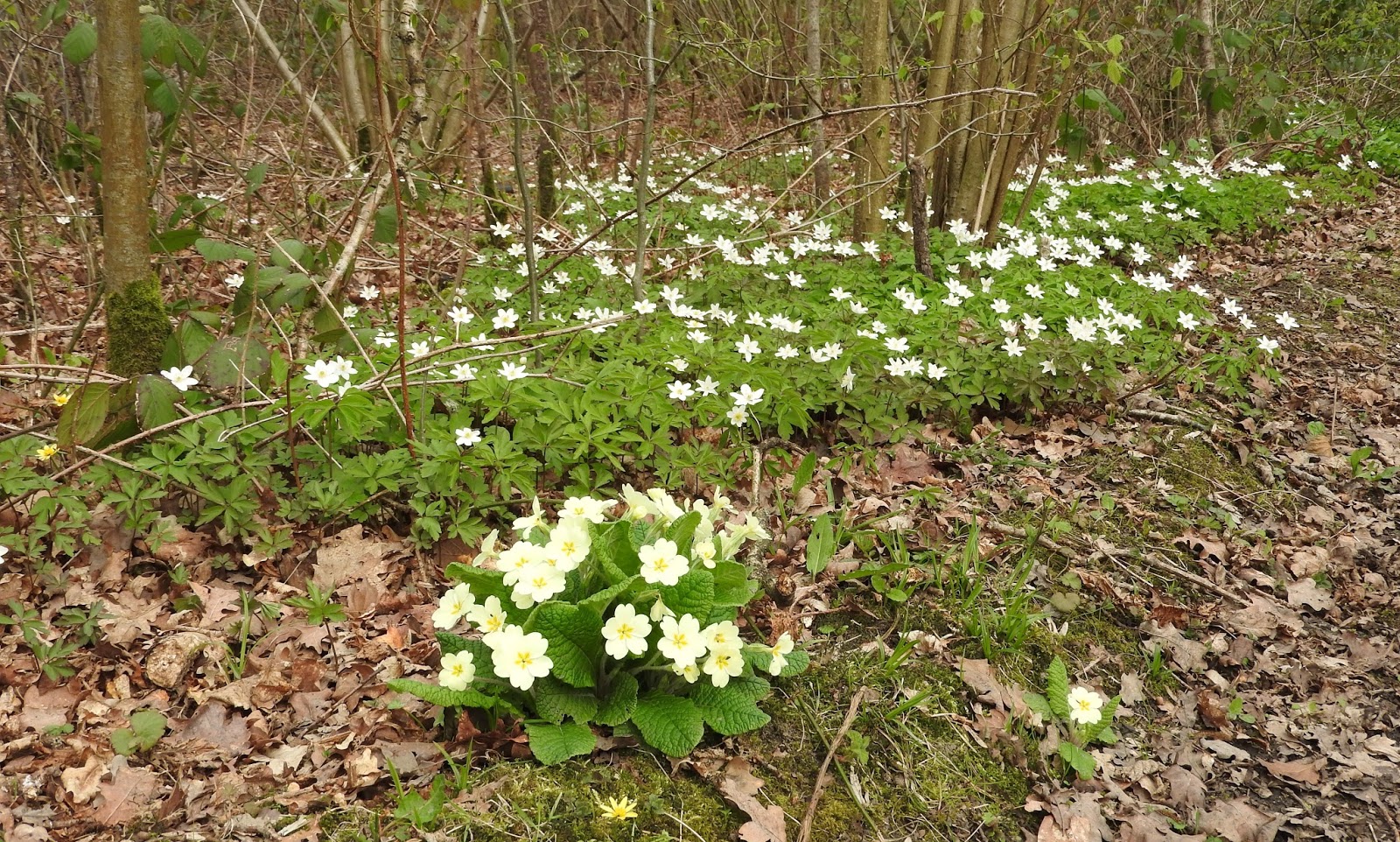 Plovers Blog Woodland flowers