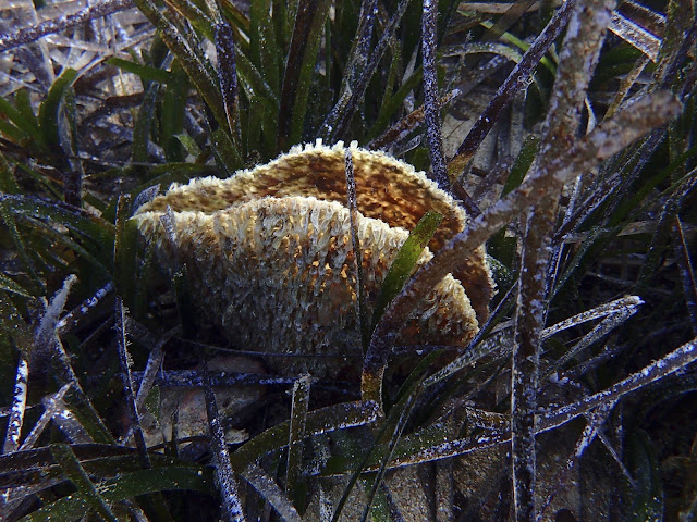 New parasite decimates giant clam species in Mediterranean New parasite decimates giant clam species in Mediterranean