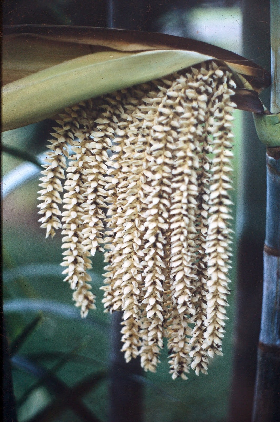 Botany Professor Flowers, Compound Flowers, and Superflowers