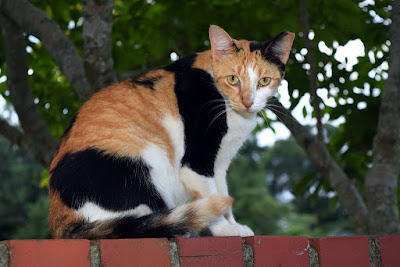 Calico cat Calico cat, photo via Adobe Stock