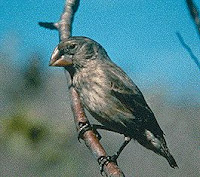 Galapagos Finch