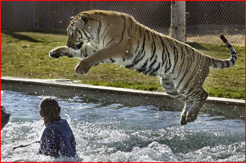Tiger Hunting Quotes. QuotesGram