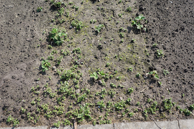 Pflege Erdbeerbeet