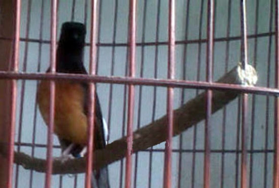 Anteng Di Tangkringan Melengkung Dan Nyeklek Ketika Suara Mb Ketu