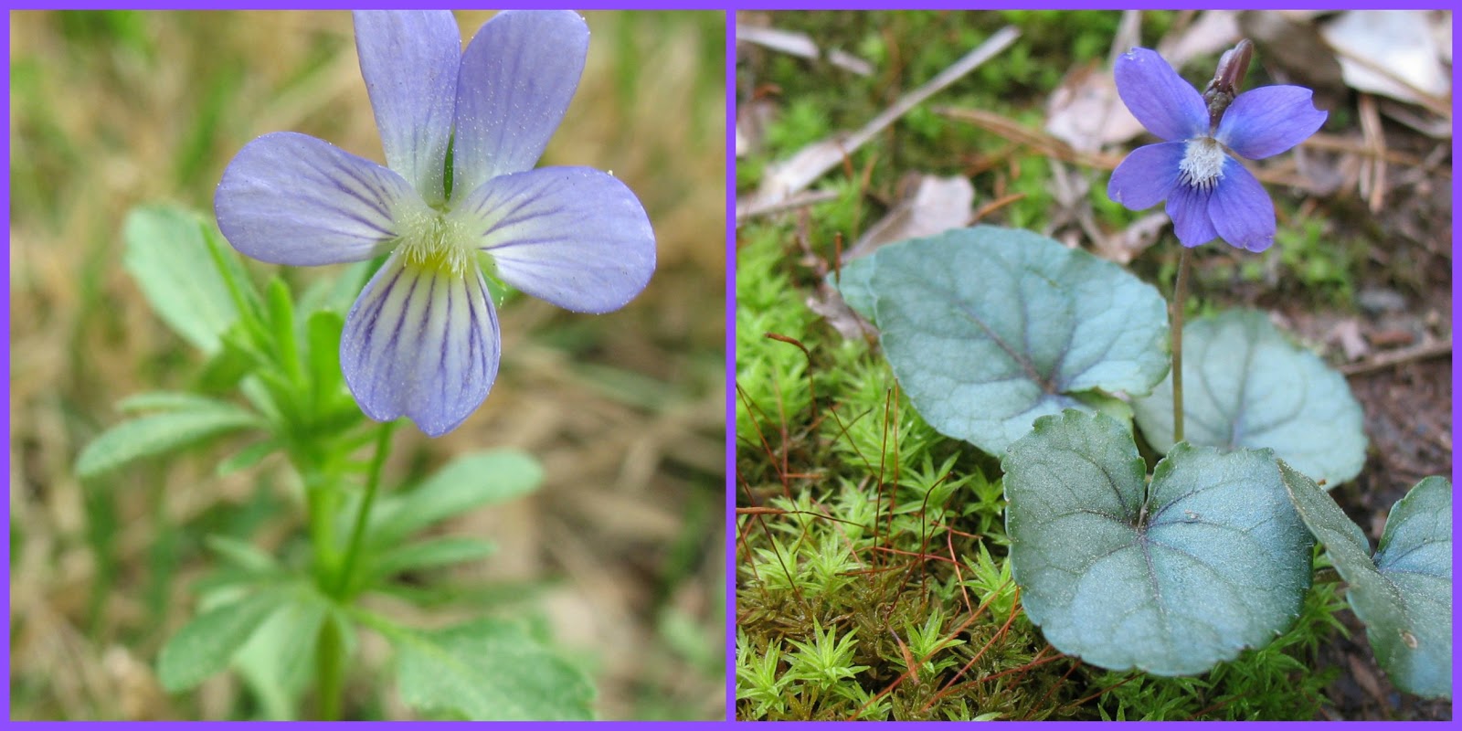 Using Native Plants Violets Are Blue Too
