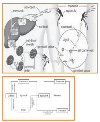 Siklus/daur hidup Plasmodium Siklus/daur hidup Plasmodium