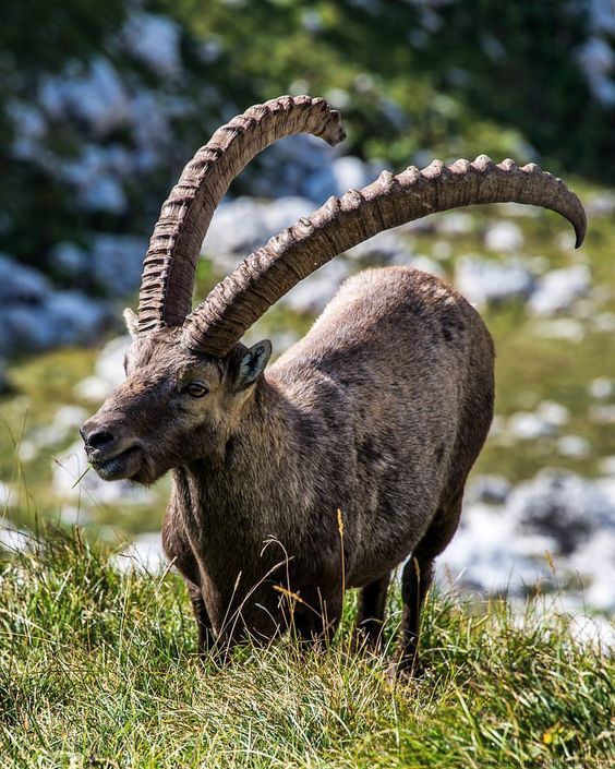 Alpine ibex || Capra ibex Information and Pictures - Pets Planet