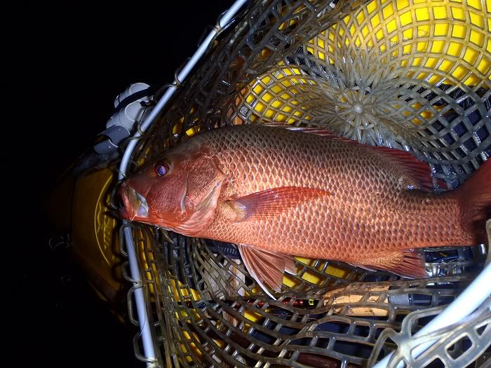 Noosa Yakkers Trip Reports Four fish, four species. Noosa River 16Nov12