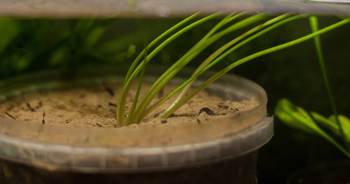 BH CRYPTOCORYNE cryptocoryne sivadasanii
