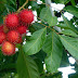 Rambutan Leaf Benefits Superb
