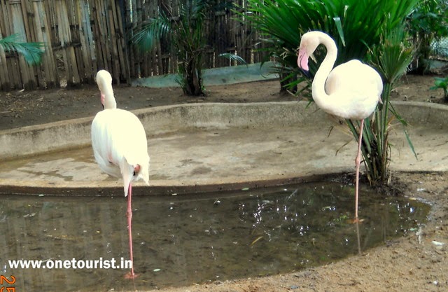 Zoo in mysore , timing , photos 