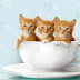 1 - Cats Don't Take Up Much Space