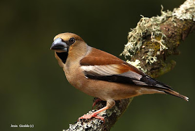 Durbec (Coccothraustes coccothraustes)