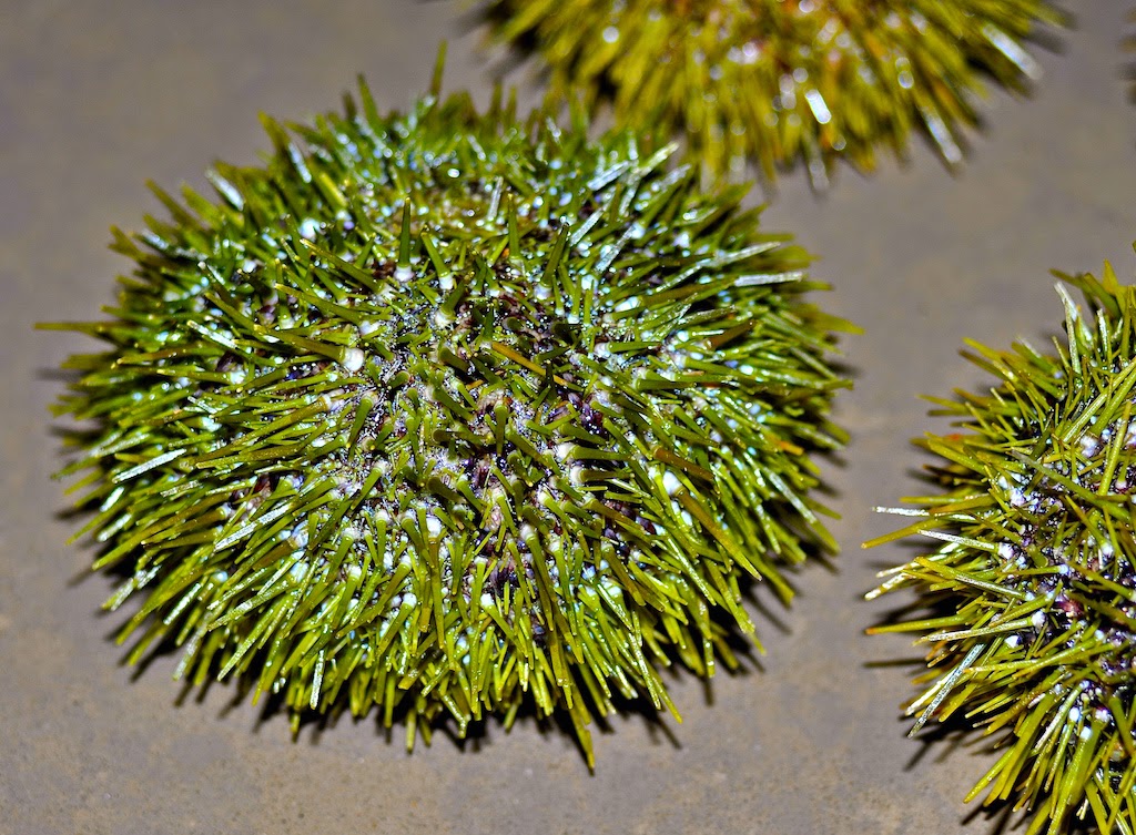 Mister Meatball: Fresh Maine sea urchin