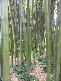 ピサ植物園の竹林