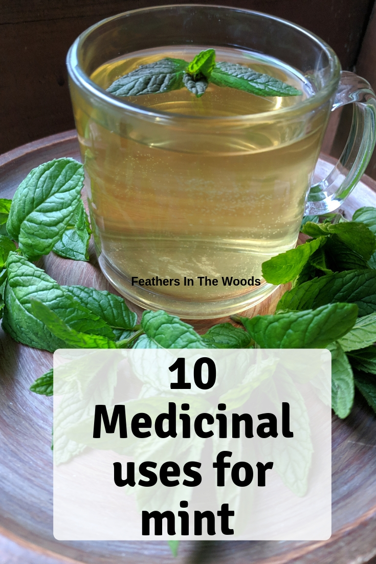 Medicinal uses for mint Feathers in the woods
