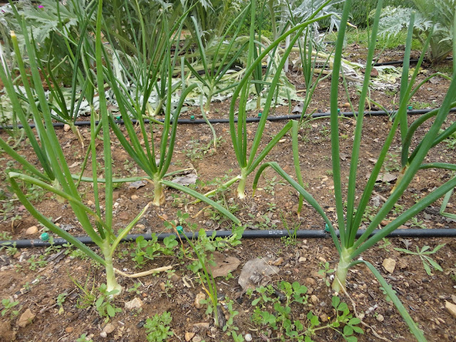 Cebollas en la huerta