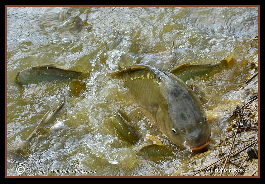 Cyprinus carpio carpio