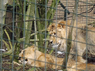 Lions relaxing