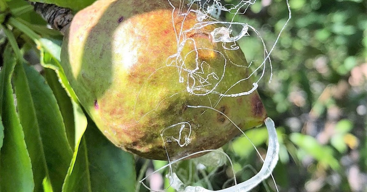 Osmotic Pressure Inside Nectarines Forced Sap to Ooze Delicately and