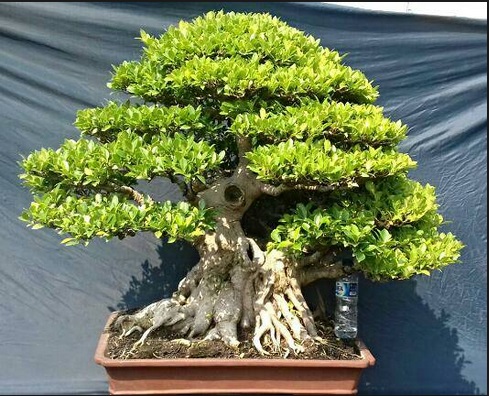 Beberapa jenis pohon yang biasa di jadikan bonsai  