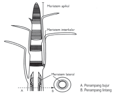 Maristem Ujung Maristem Ujung