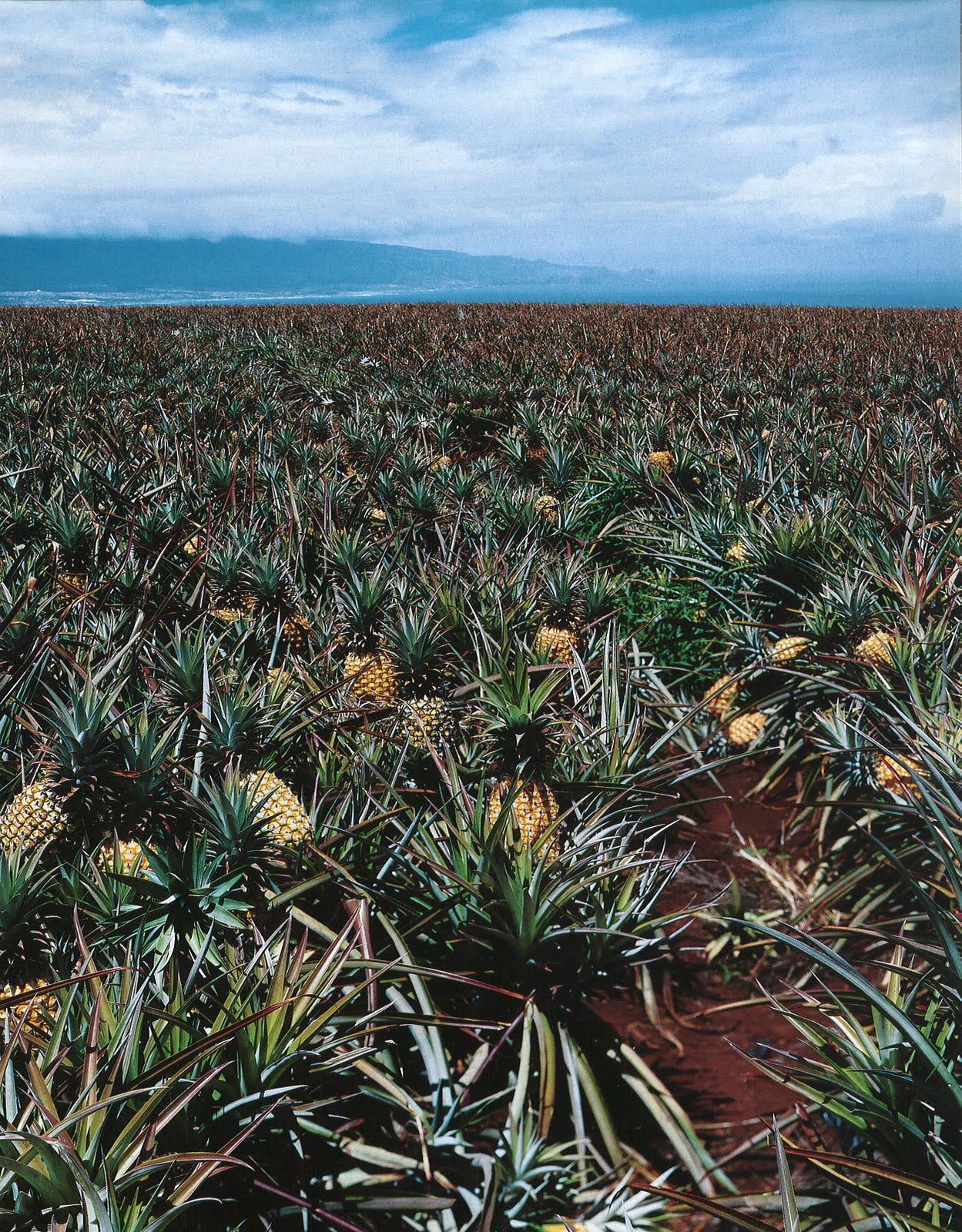 Velvet Nectar Pineapple farm
