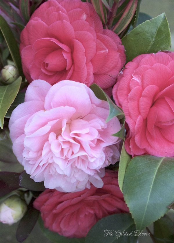 Pink Camellias- www.gildedbloom.com Pink Camellias- www.gildedbloom.com