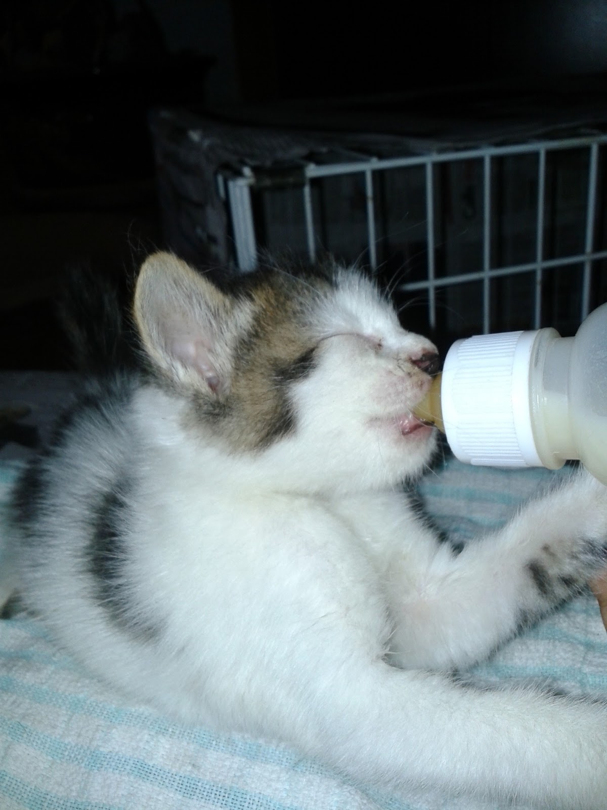 Gambar Kucing Lapar Lengkap Rona Roni Man Dhani Memelihara Anak