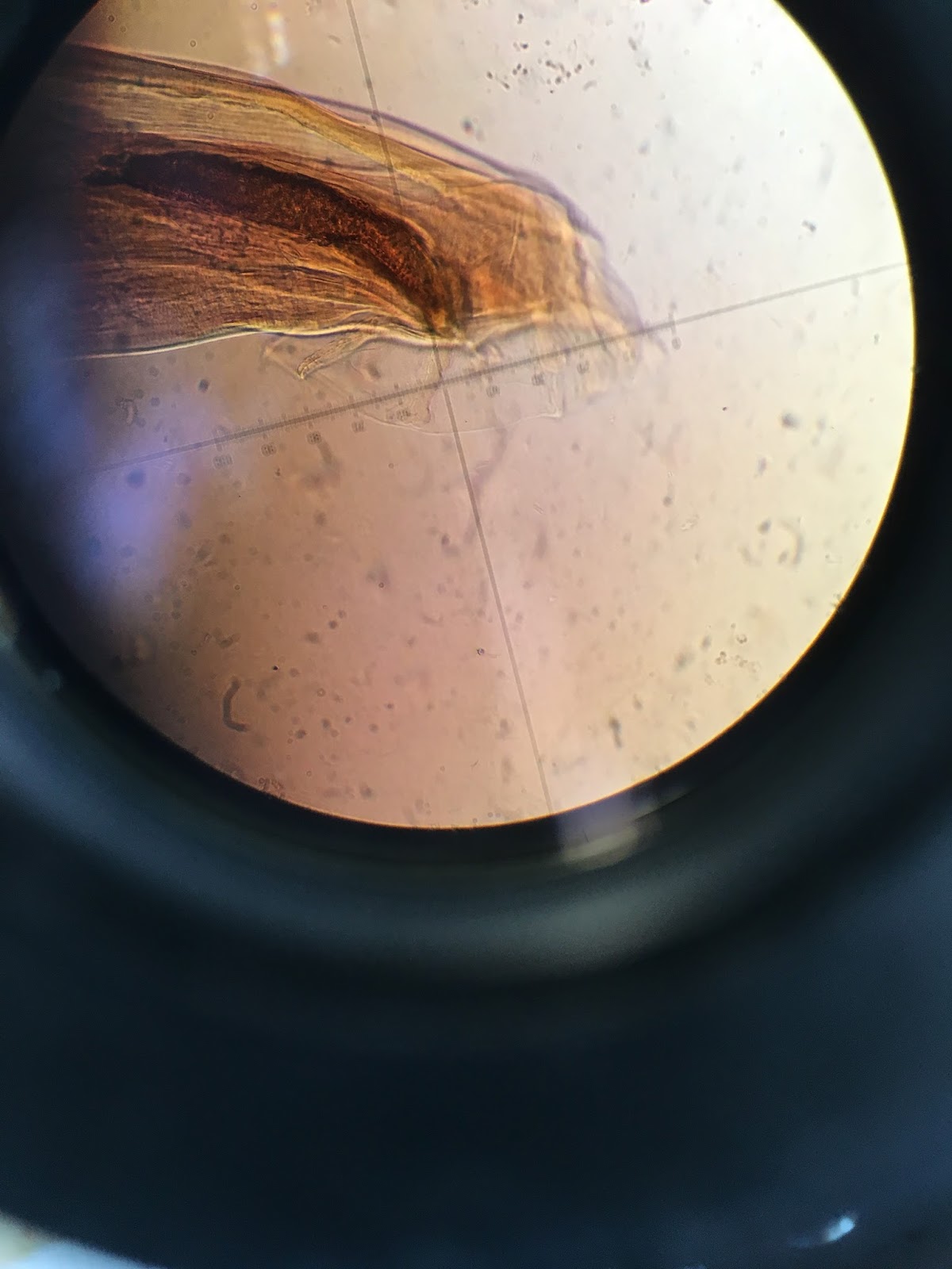 Organising Life Nematodes under the microscope