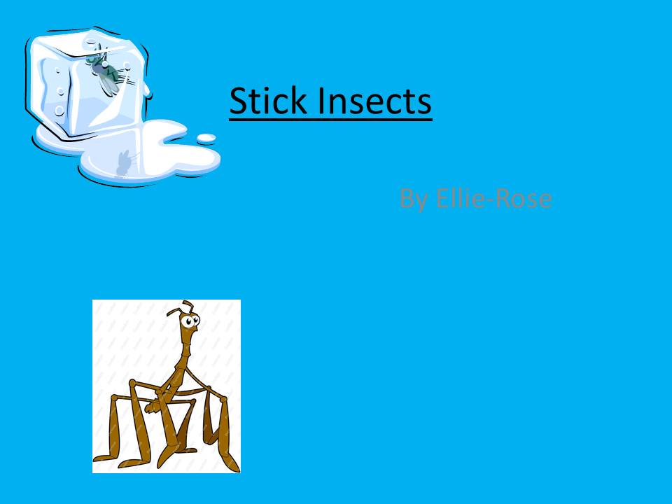 year 7 ict EllieRose McCay stick insects