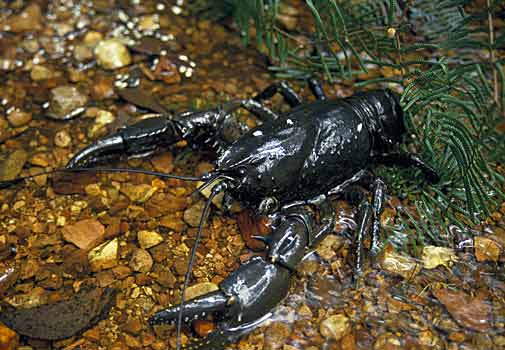 Crayfish, Freshwater Crayfish and Crayfish Plague ~ planetanimalzone