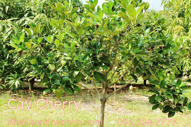 Đôi nét về cây Cherry - Đặc điểm - Tác dụng