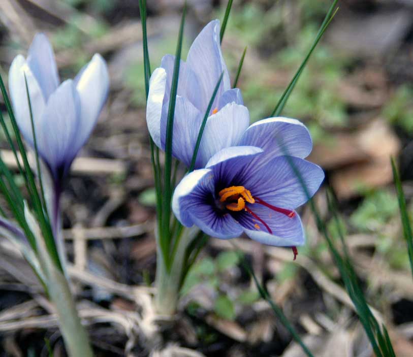 Fall saffron crocuses