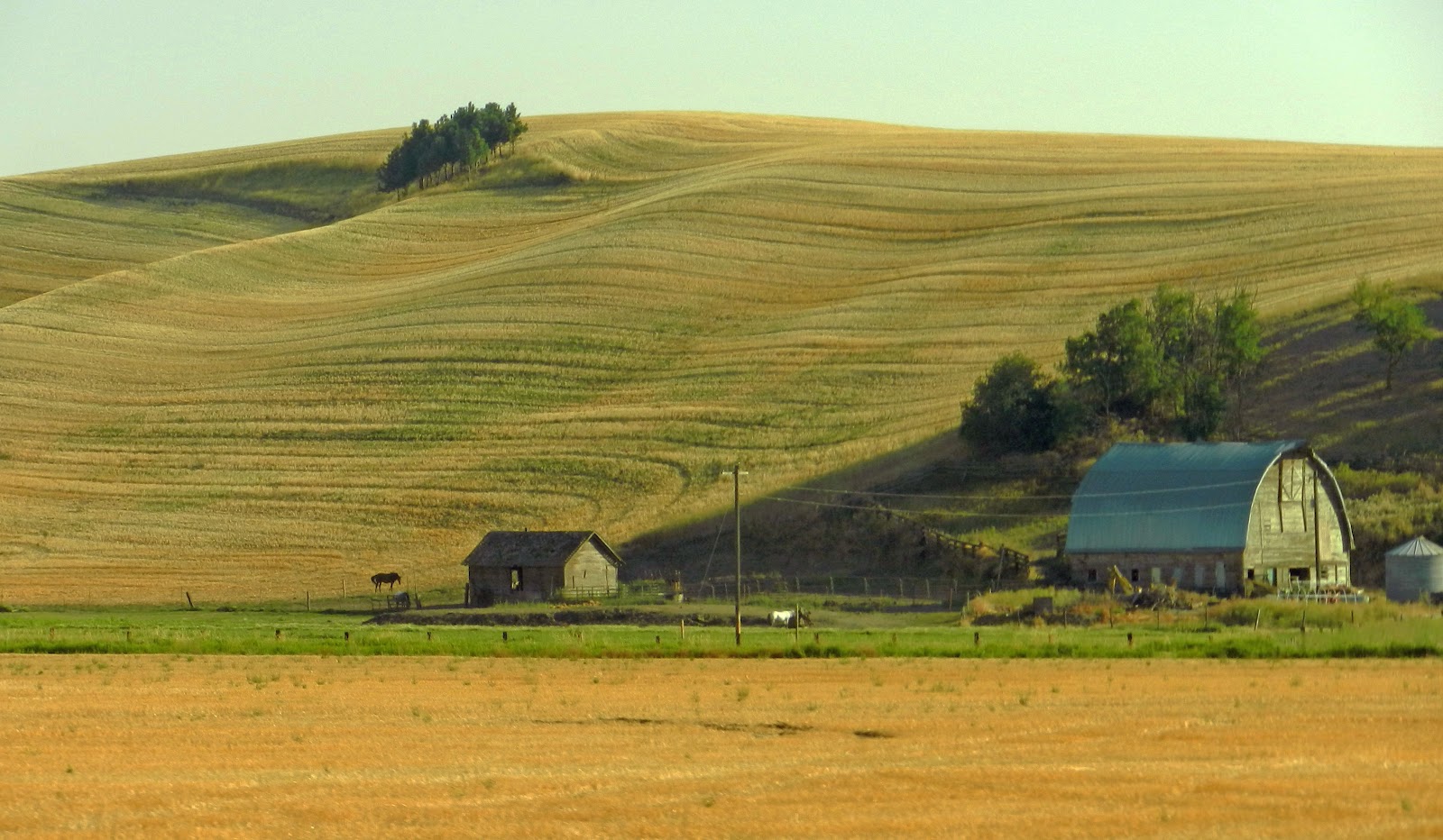 Cat Patches Almota, Washington