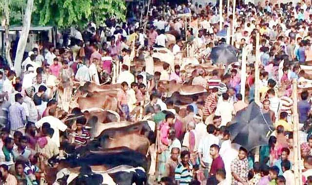 The animal hut of the sacrificial animal has been raised in Gaibandha