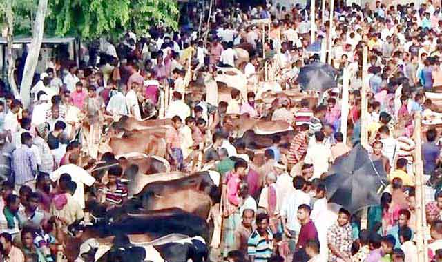 গাইবান্ধায় জমে উঠেছে কোরবানির পশুর হাট The animal hut of the sacrificial animal has been raised in Gaibandha
