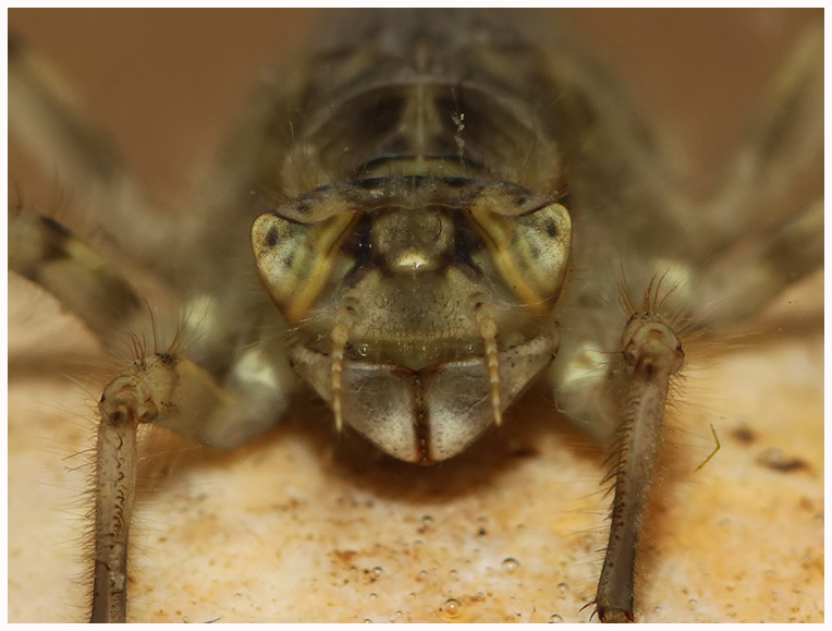 Kent Dragonflies Black tailed Skimmer (Orthetrum cancellatum) Nymph