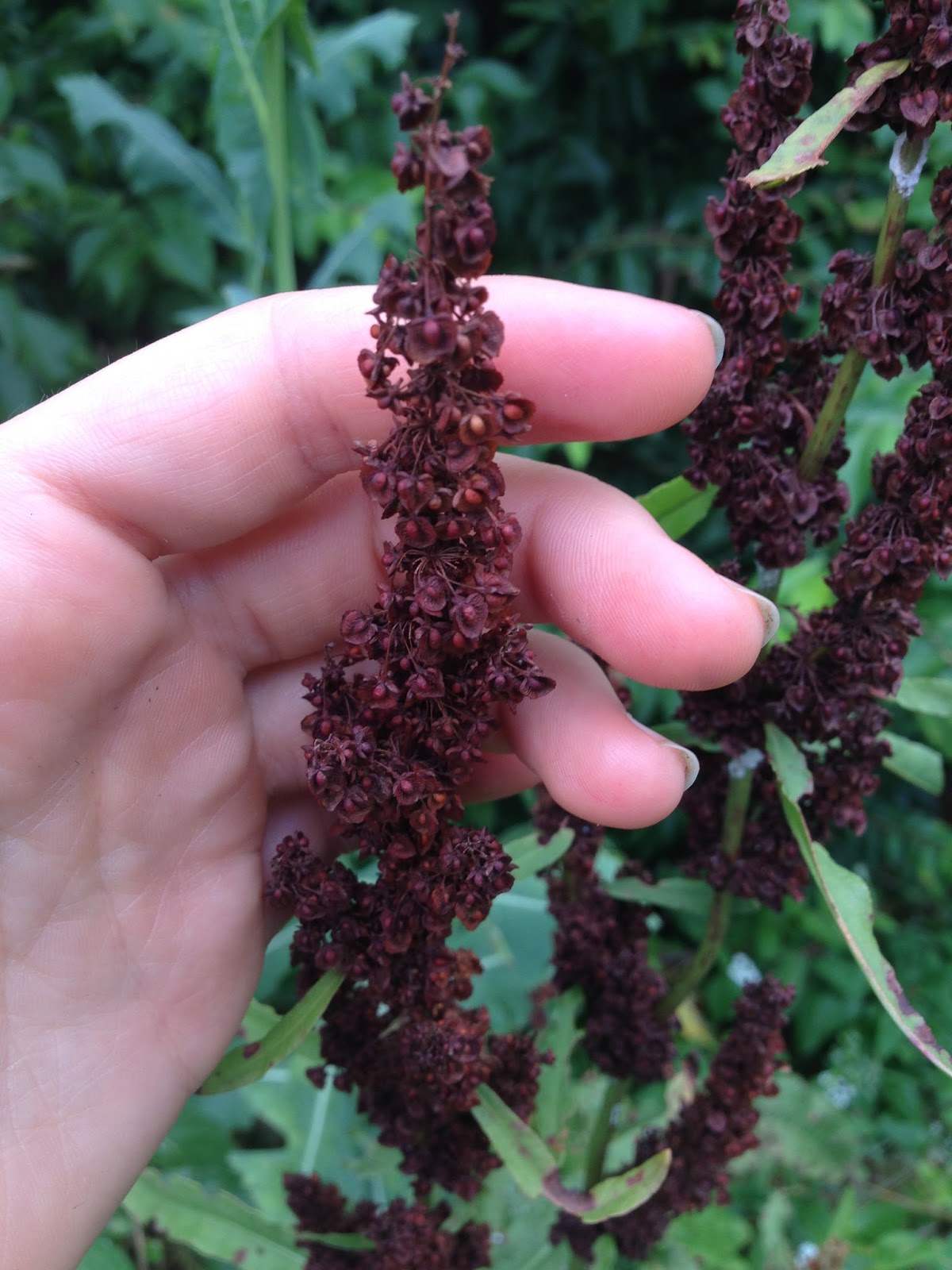 The Sparrow Chef Wild Food Recipes Yellow Dock Bread