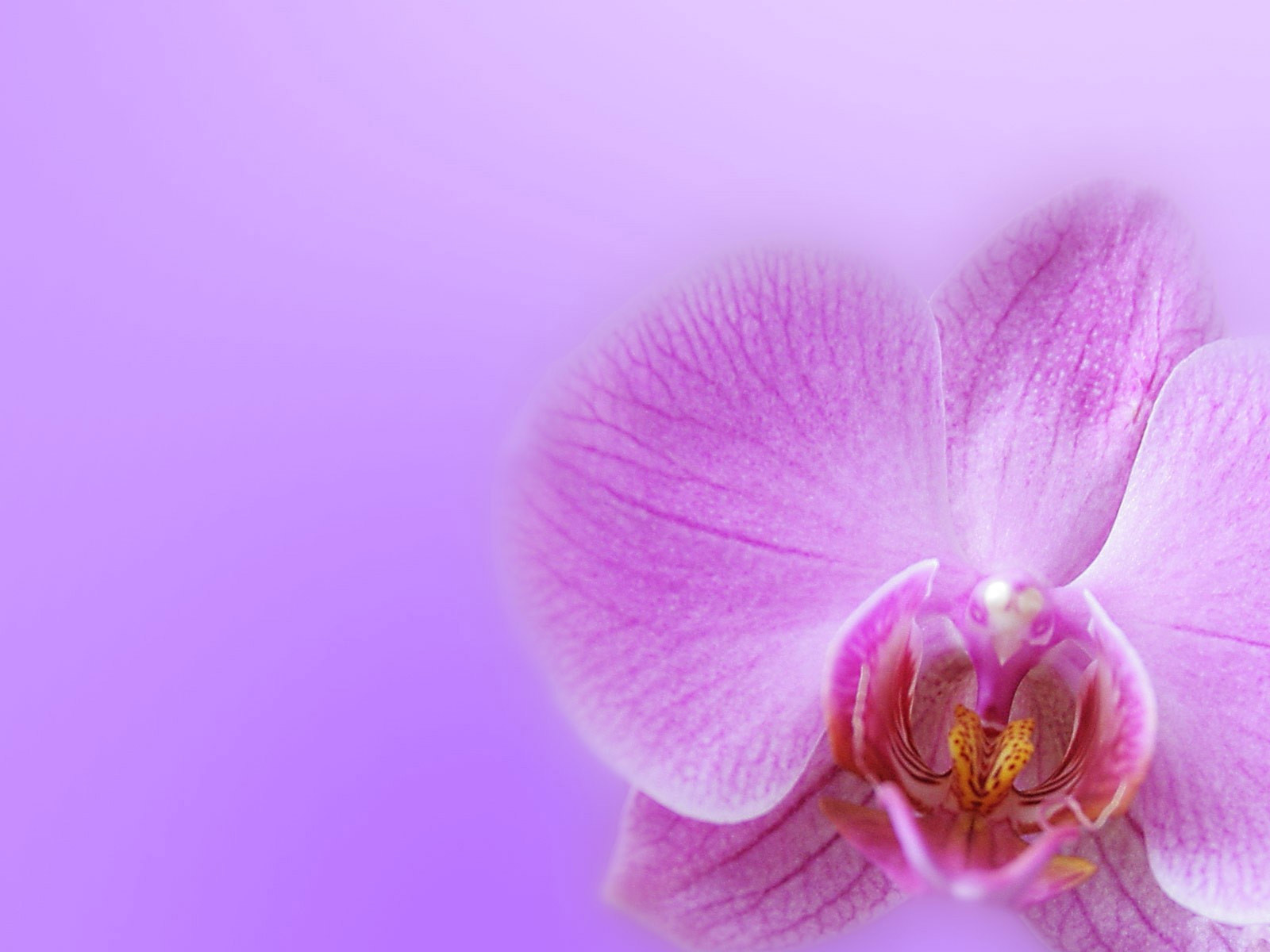 Esther Castillo: orchid background