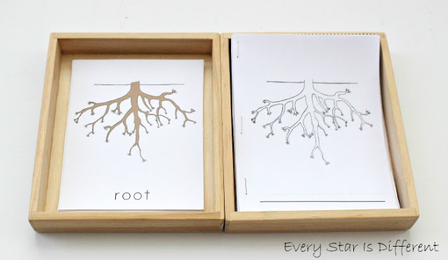 Parts of a root learning activities and free printables.