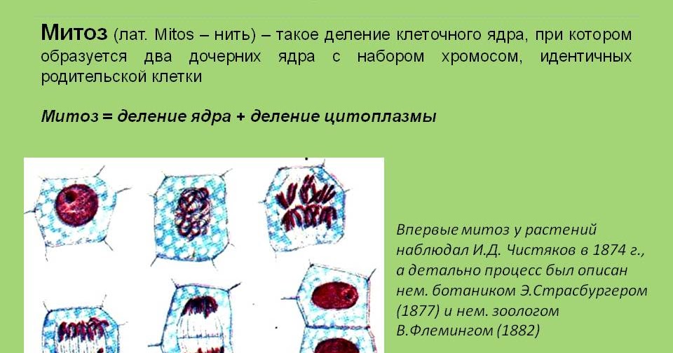 Способна к митозу