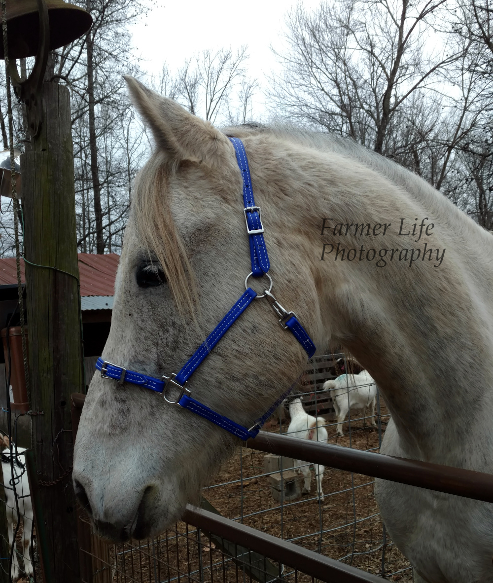 Equestrian Journey Two Horse Tack Buckle Nose Halter Review