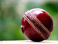 cricket images