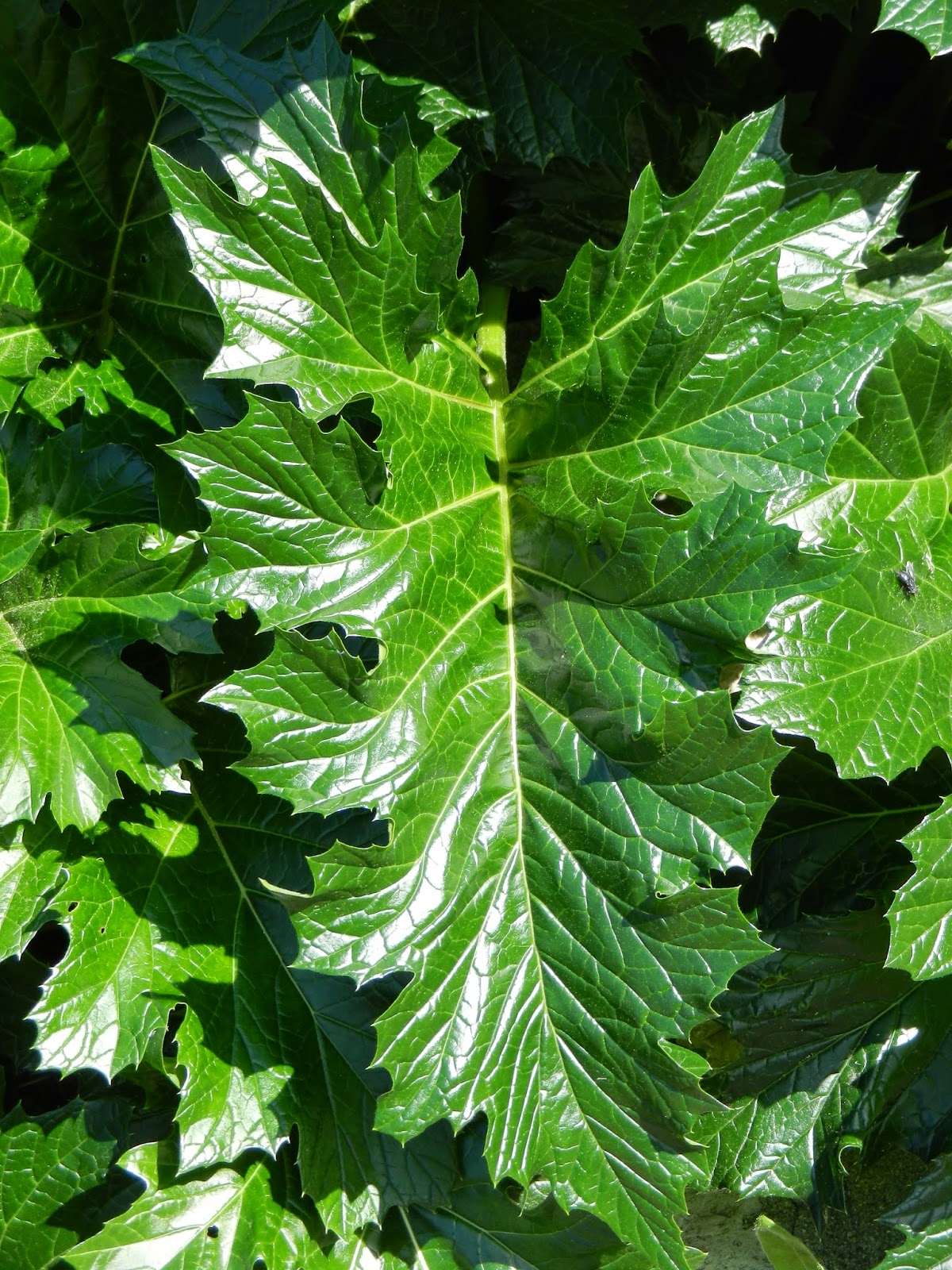 art+works Acanthus Lesson 1 A Proper Leaf, Part One (The Roots!)