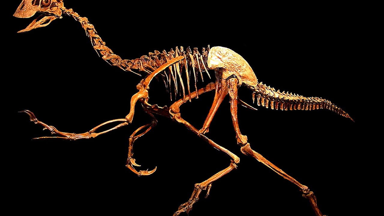 rocky mountain dinosaur museum