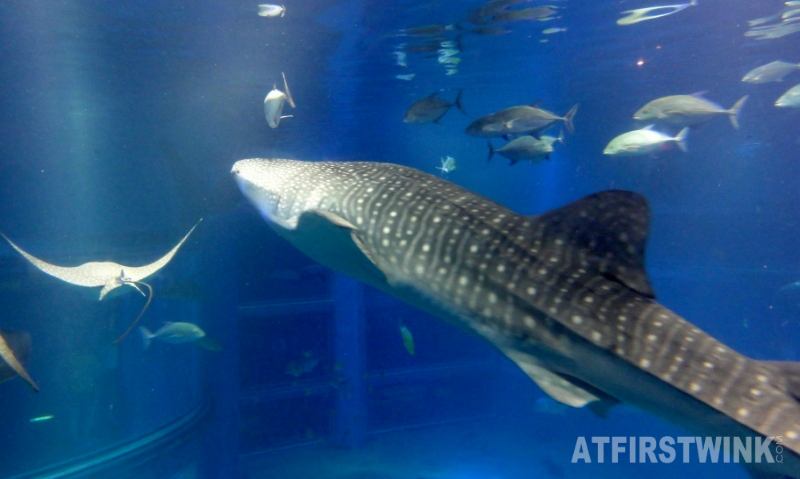 Osaka Aquarium Kaiyukan smaller whale shark manta ray 