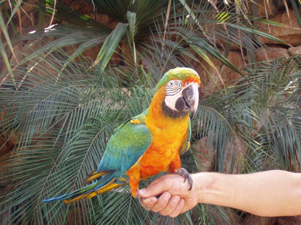 Jungle Park Tenerife Parrot