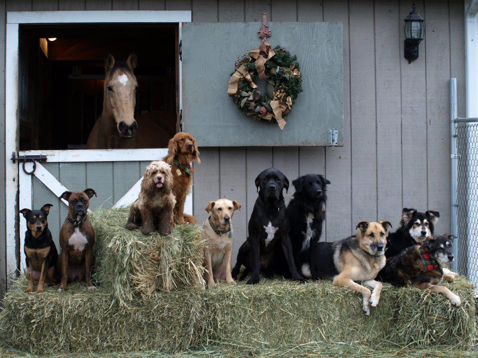 Reasons To Rise THE HORSE HE RODE IN ON