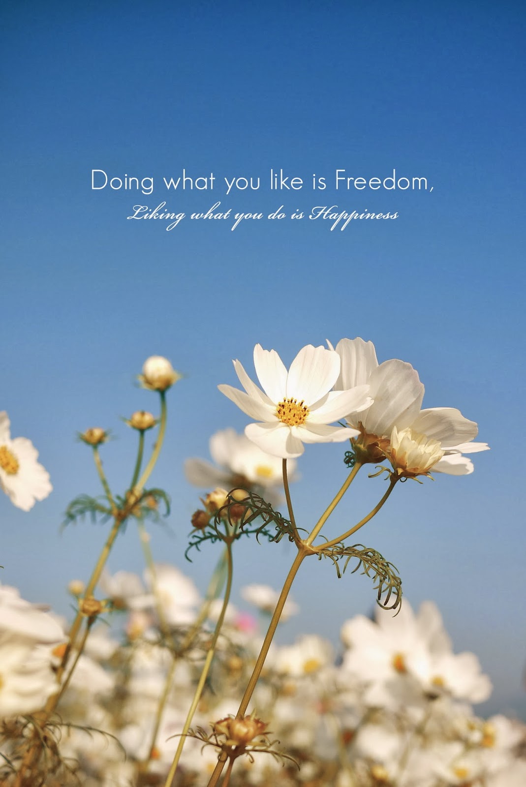 doing what you like is freedom, liking what you do is happiness.